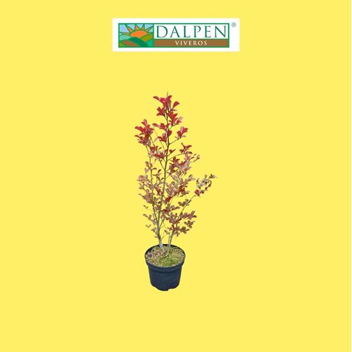 Foto de LAGERSTROEMIA 10L (ARBOL DE JUPITER)