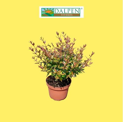 Foto de ABELIA VARIEDADES 2,5L