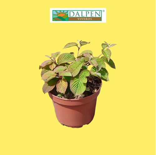 Foto de VIBURNUM (OPENING DAY) BOLA DE NIEVE 2,5L