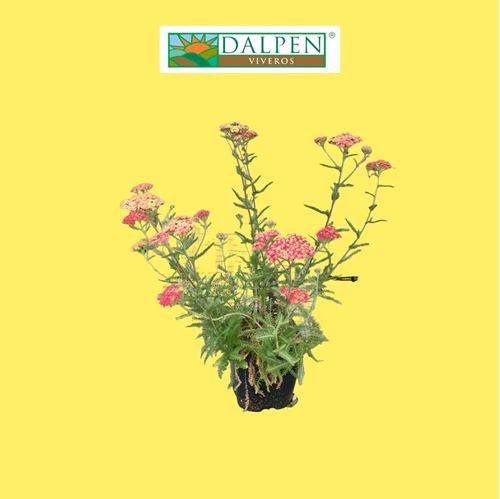Foto de ACHILLEA MILLEFOLIUM M13