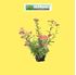 Foto de ACHILLEA MILLEFOLIUM M13
