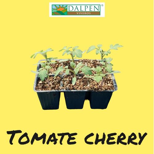 Foto de TOMATE CHERRY