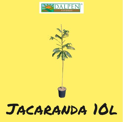 Foto de JACARANDA C25
