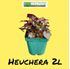 Foto de HEUCHERA M18