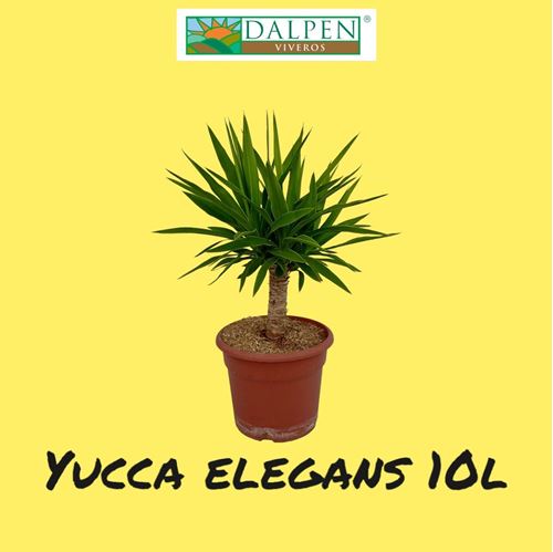 Foto de YUCA ELEGANS 5L / 10L