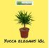 Foto de YUCA ELEGANS 5L / 10L