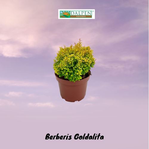 Foto de BERBERIS GOLDALITA 2,5L