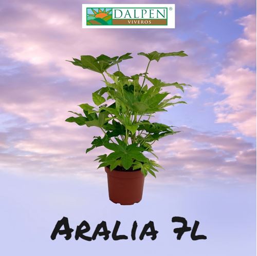 Foto de ARALIA 7L