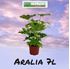 Foto de ARALIA 7L