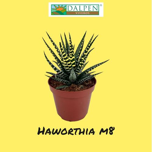 Foto de HAWORTHIA M8/M5,5