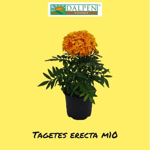 Foto de TAGETES ERECTA M10,5