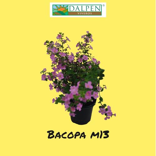 Foto de BACOPA / SUTERA M13