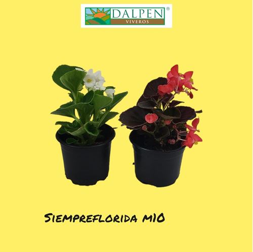 Foto de BEGONIA SIEMPREFLORIDA M10,5