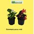 Foto de BEGONIA SIEMPREFLORIDA M10,5