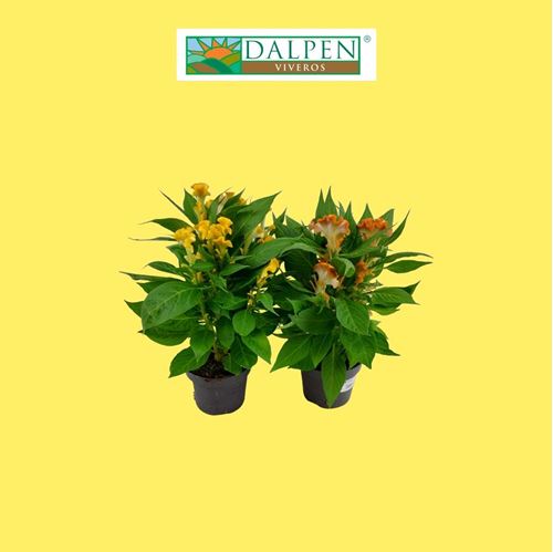 Foto de CELOSIA CRISTATA M12