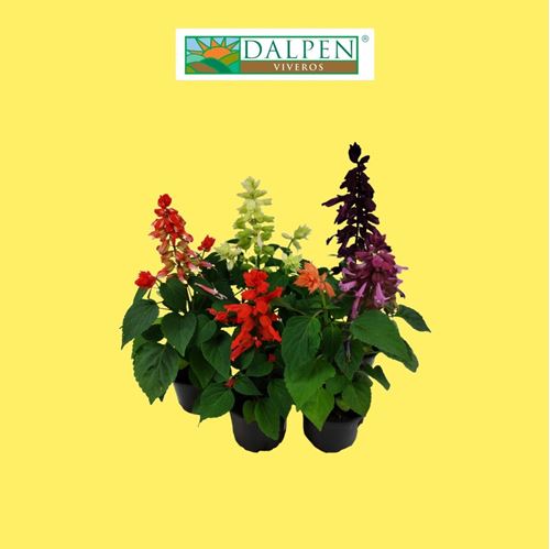 Foto de SALVIA SPLENDENS M10,5