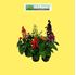Foto de SALVIA SPLENDENS M10,5