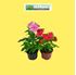 Foto de VINCA CATHARANTHUS ROSEUM M10,5