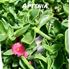 Foto de APTENIA CORDIFOLIA M10,5