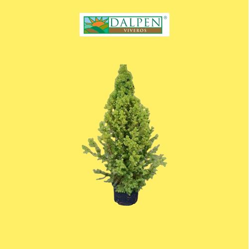 Foto de PICEA GLAUCA CONICA 2,5L 