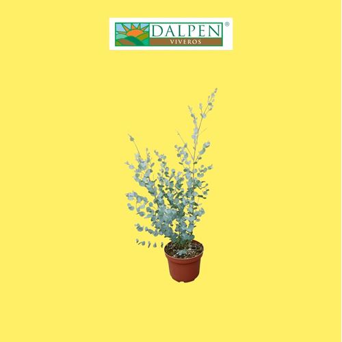 Foto de EUCALYPTUS BABY BLUE 2,5L