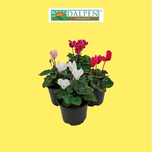 Foto de CYCLAMEN FLOR MINI M10,5