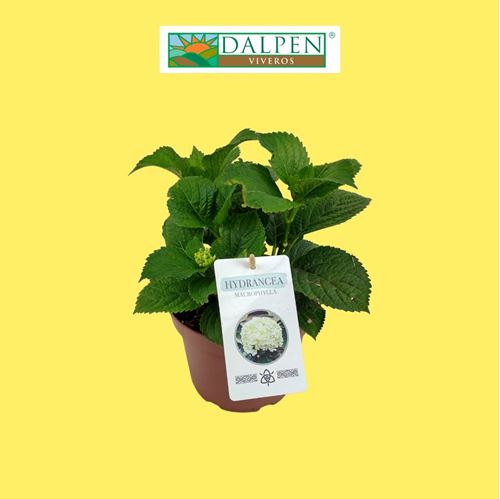 Foto de HORTENSIA 2,5L / 5L