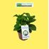Foto de HORTENSIA 2,5L / 5L