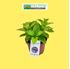 Foto de HORTENSIA 2,5L / 5L