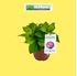 Foto de HORTENSIA 2,5L / 5L