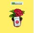 Foto de HORTENSIA 2,5L / 5L