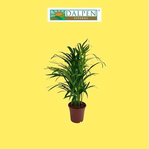 Foto de ARECA M17