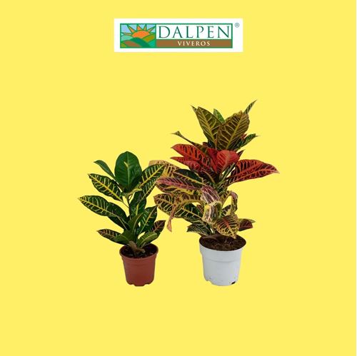 Foto de CROTON PETRA / EXCELLENT  M13