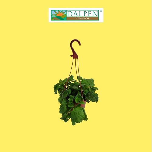 Foto de PLANTA DEL DINERO (PLECTRANTHUS A.)M13