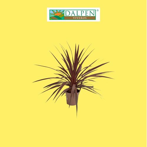 Foto de CORDYLINE RED STAR M17