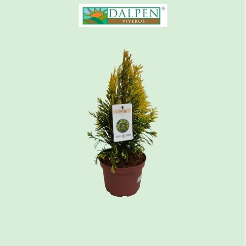 Foto de THUJA PLICATA GOLDY 2,5L-5L