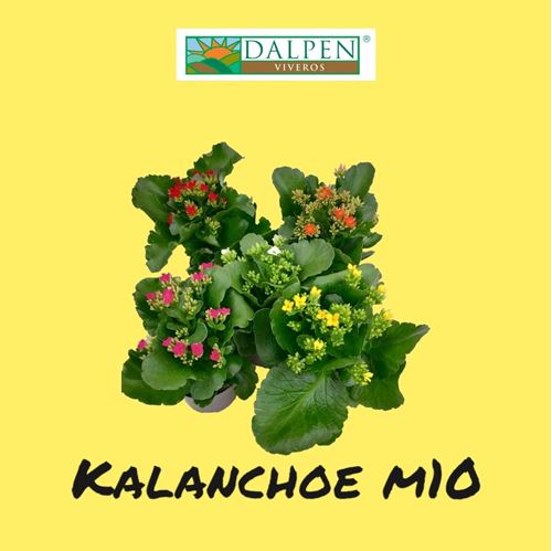 Foto de KALANCHOE M10,5/12