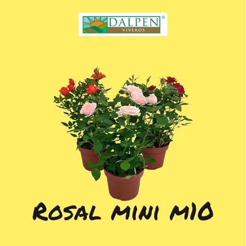 Foto de ROSAL MINI M10,5/12