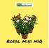 Foto de ROSAL MINI M10,5/12