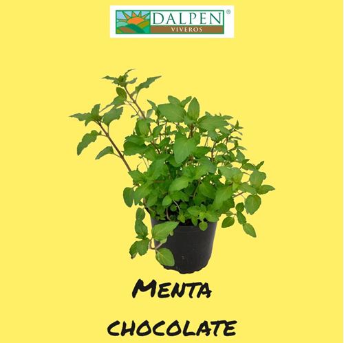 Foto de MENTA PIPERITA CHOCOLATE  M10/M13