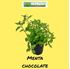 Foto de MENTA PIPERITA CHOCOLATE  M10/M13