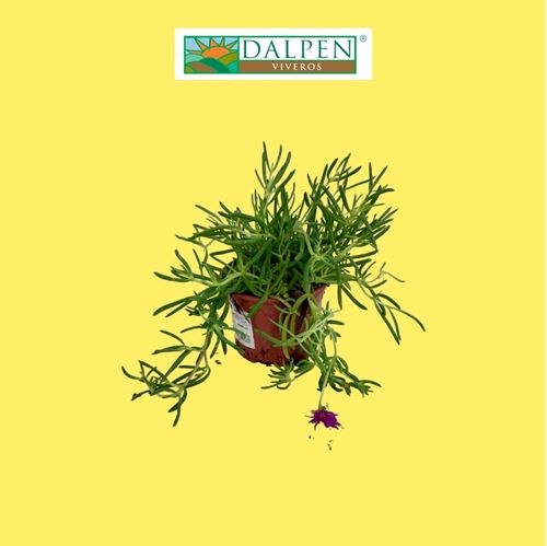 Foto de LAMPRANTHUS/MESEM M10,5/M13