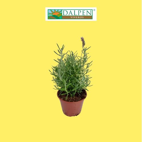 Foto de LAVANDA DENTATA CANDICANS M10,5/M13/M16/10l