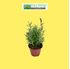 Foto de LAVANDA DENTATA CANDICANS M10,5/M13/M16/10l