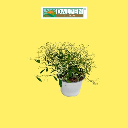 Foto de EUPHORBIA INNEUIPHIDA M13