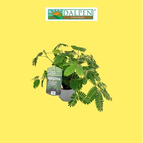 Foto de MIMOSA PUDICA M13