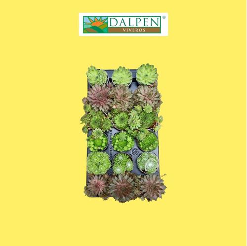 Foto de SEMPERVIVUM M9/M12