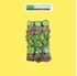 Foto de SEMPERVIVUM M9/M12