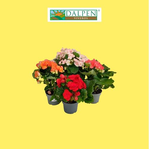 Foto de BEGONIA ELATIOR / HIEMALIS M12