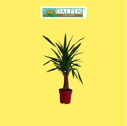 Foto de YUCCA ELEGANS M19